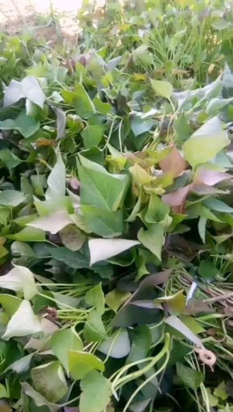 西瓜红薯苗，大田苗，拔苗，高剪苗，质量保证，品种齐全