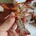 湖北清水养殖小龙虾淡水油焖，蒜蓉，十三香，麻辣香辣小龙虾