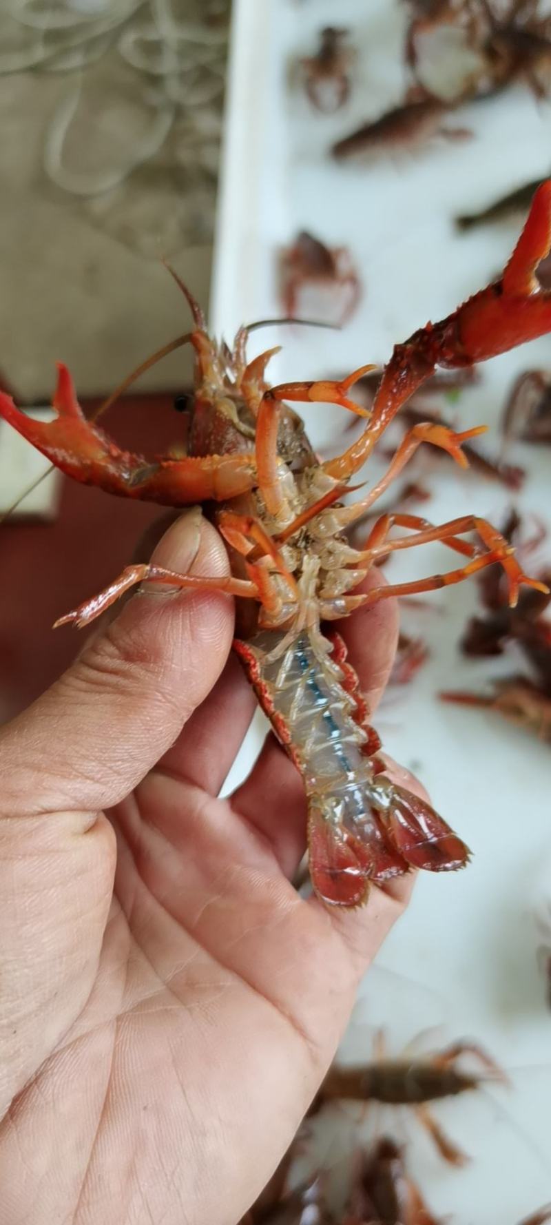 湖北清水养殖小龙虾淡水油焖，蒜蓉，十三香，麻辣香辣小龙虾