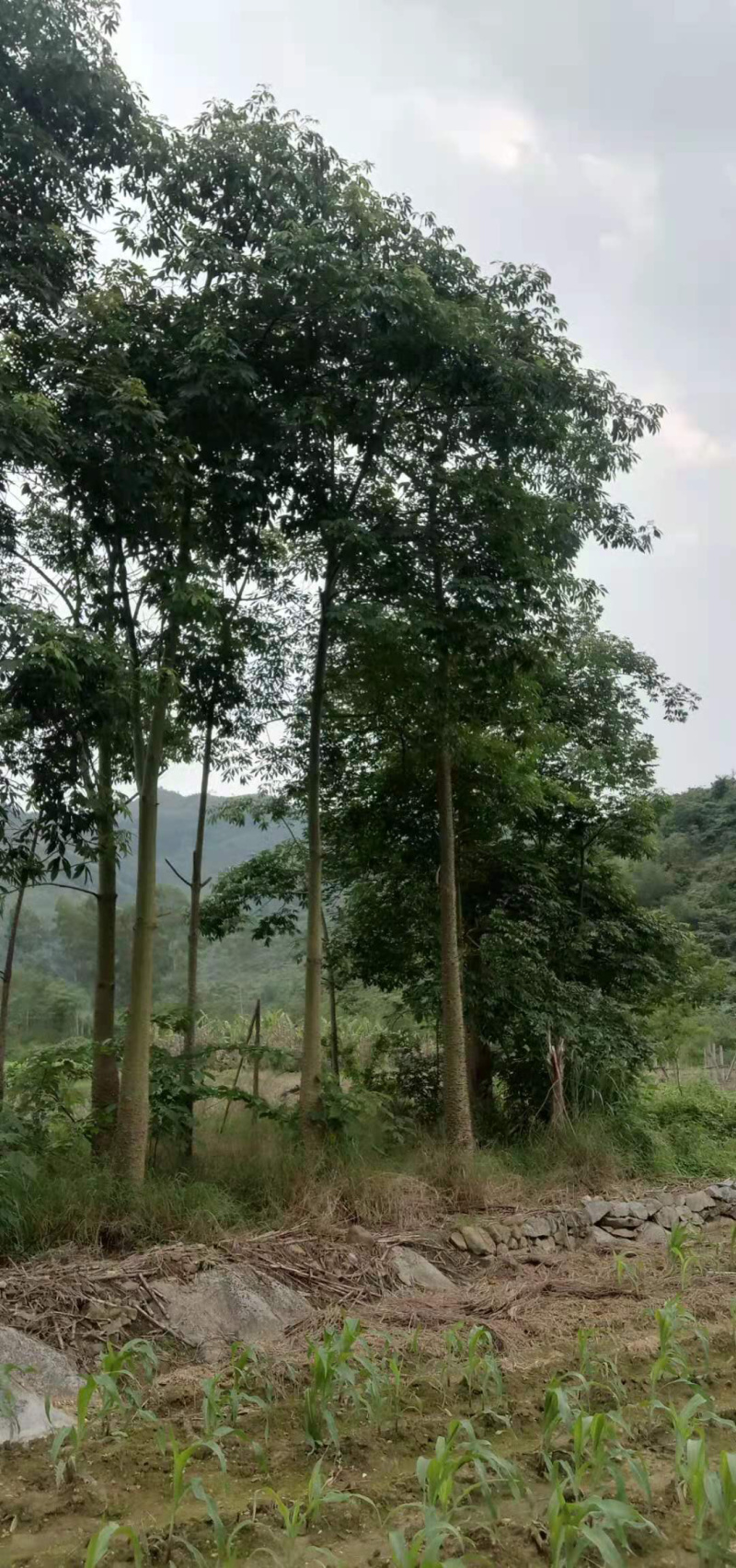 美丽木棉（种植4年）
