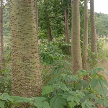 美丽木棉（种植4年）
