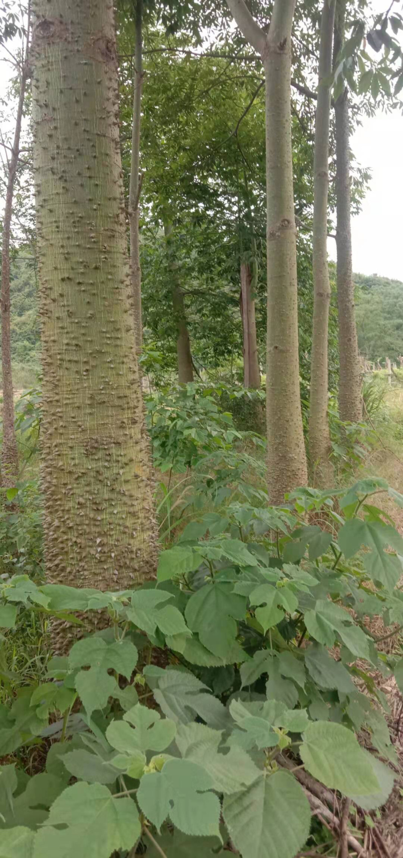 美丽木棉（种植4年）