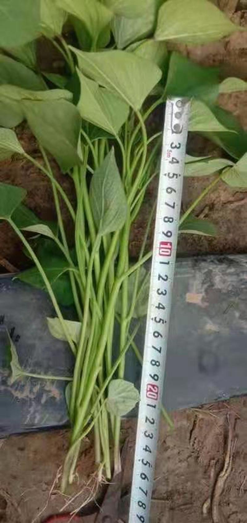 商薯19薯苗，现货上市中，高剪苗，大田苗，济薯系列