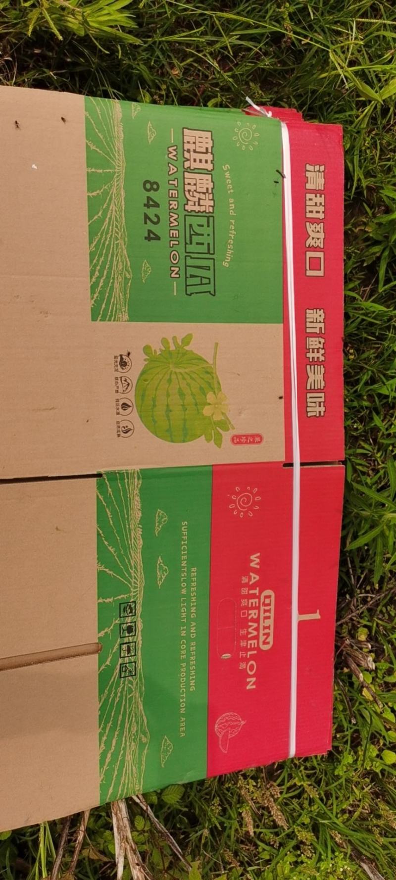 东台精品西瓜货源多品种齐全对接电商