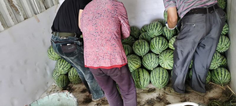 东台精品西瓜货源多品种齐全对接电商