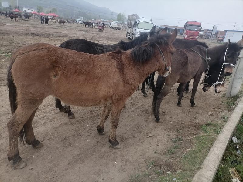 【热销】甘肃本地肉骡价格优惠全国可发货一手驼骡