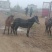 【热销】甘肃本地肉骡价格优惠全国可发货一手驼骡