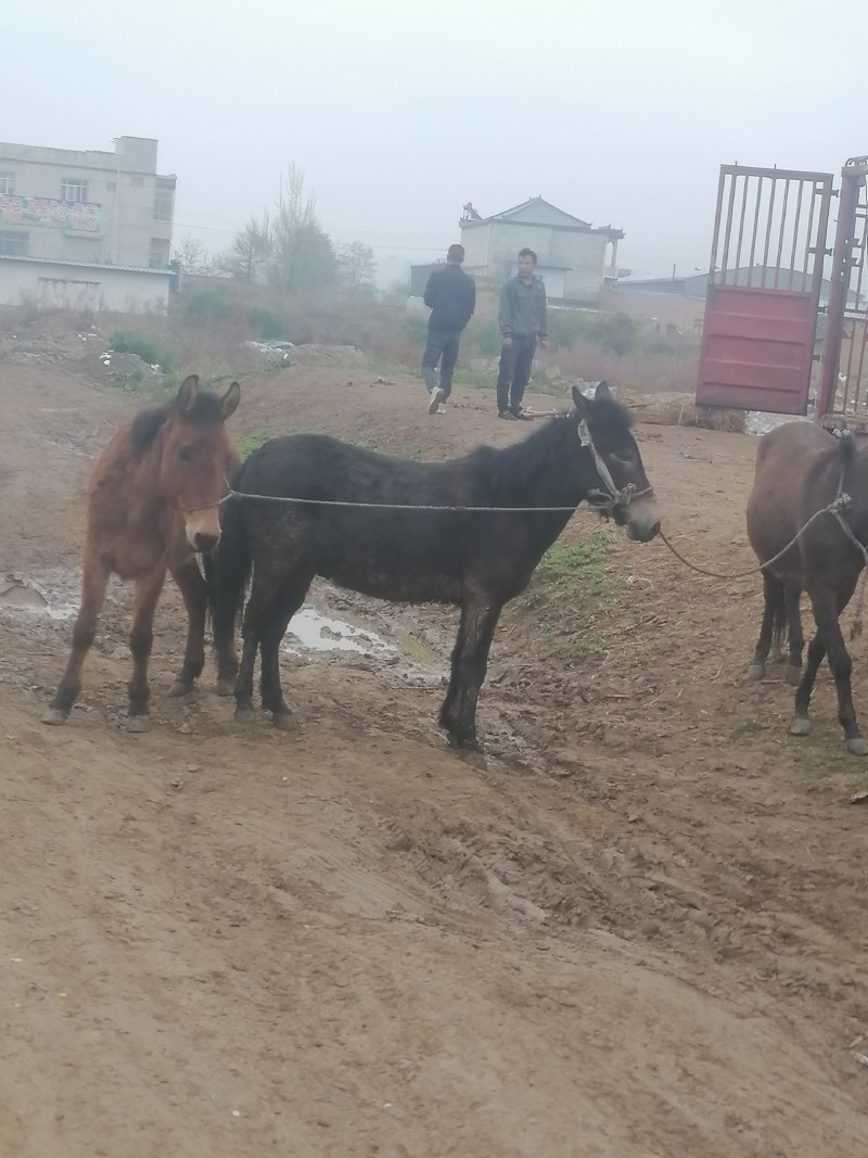 【热销】甘肃本地肉骡价格优惠全国可发货一手驼骡
