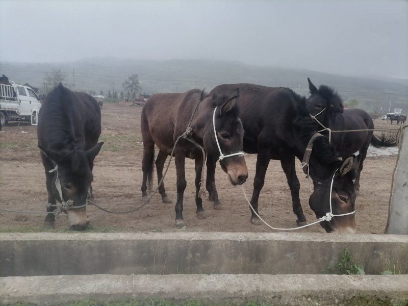 【热销】甘肃本地肉骡价格优惠全国可发货一手驼骡