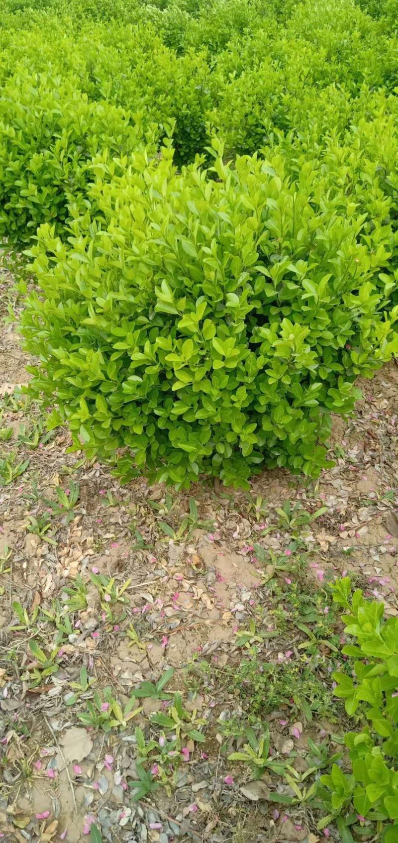 精品卫矛球，自产自销，质优价廉，欢迎采购，可实地考察