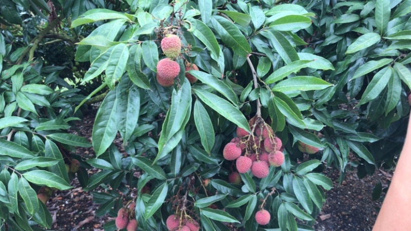 荔枝番薯蜂蜜。