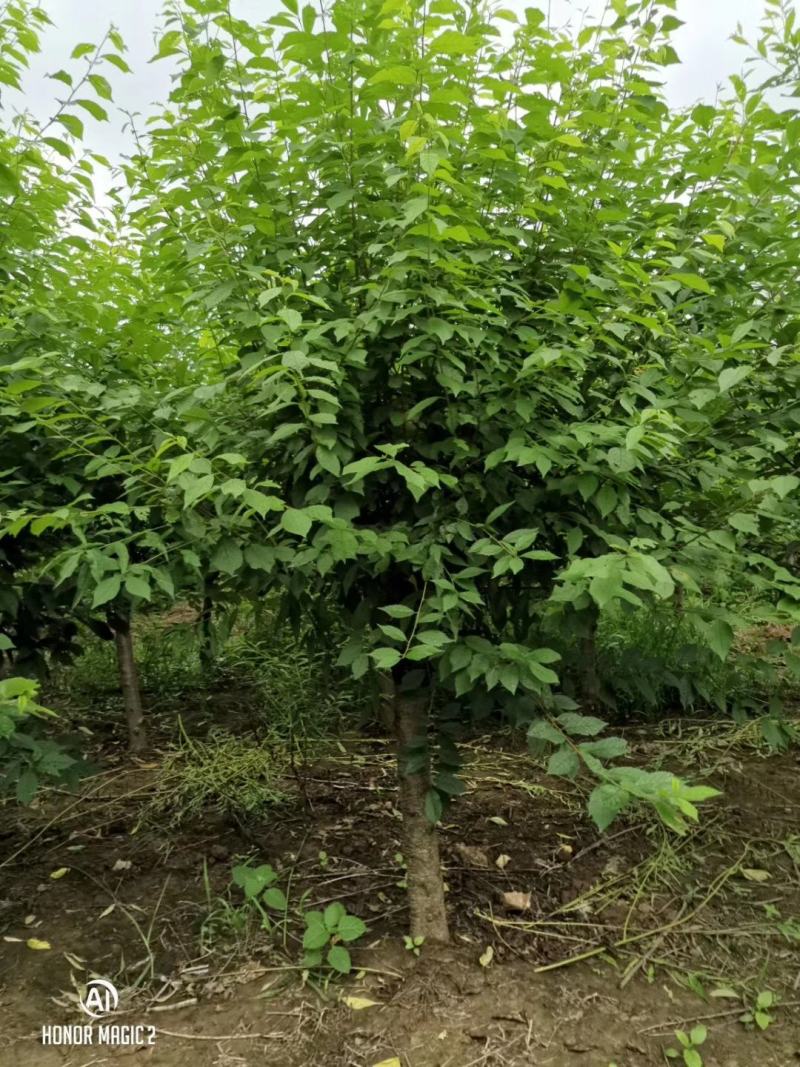 嫁接榆叶梅。5公分到12公分，直销！榆叶梅花