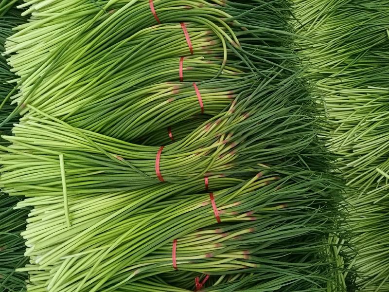 金乡蒜苔山东蒜臺红帽产地直发，对接全国蒜苔储存商。