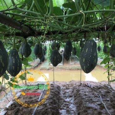 香贝南瓜香芋南瓜种子芋香南瓜种子甜糯南瓜种子芽率超标