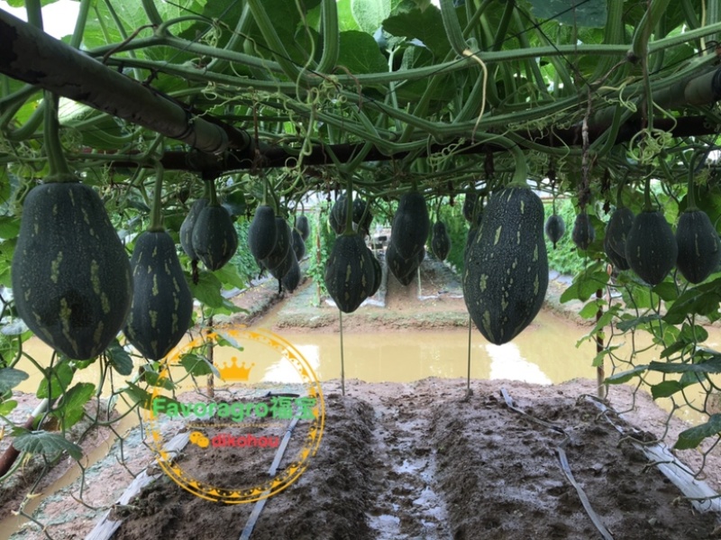 香贝南瓜香芋南瓜种子芋香南瓜种子甜糯南瓜种子芽率超标