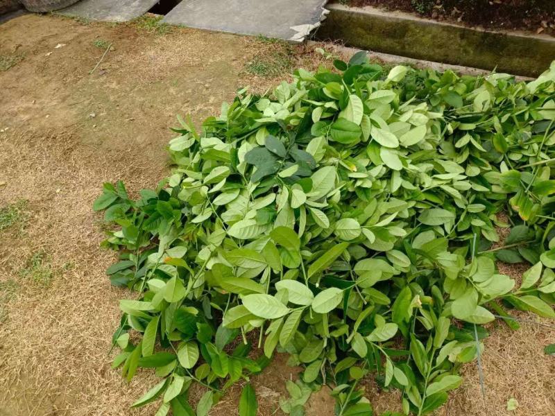 香水柠檬叶青绿大片味道足质量保证欢迎咨询广东产地