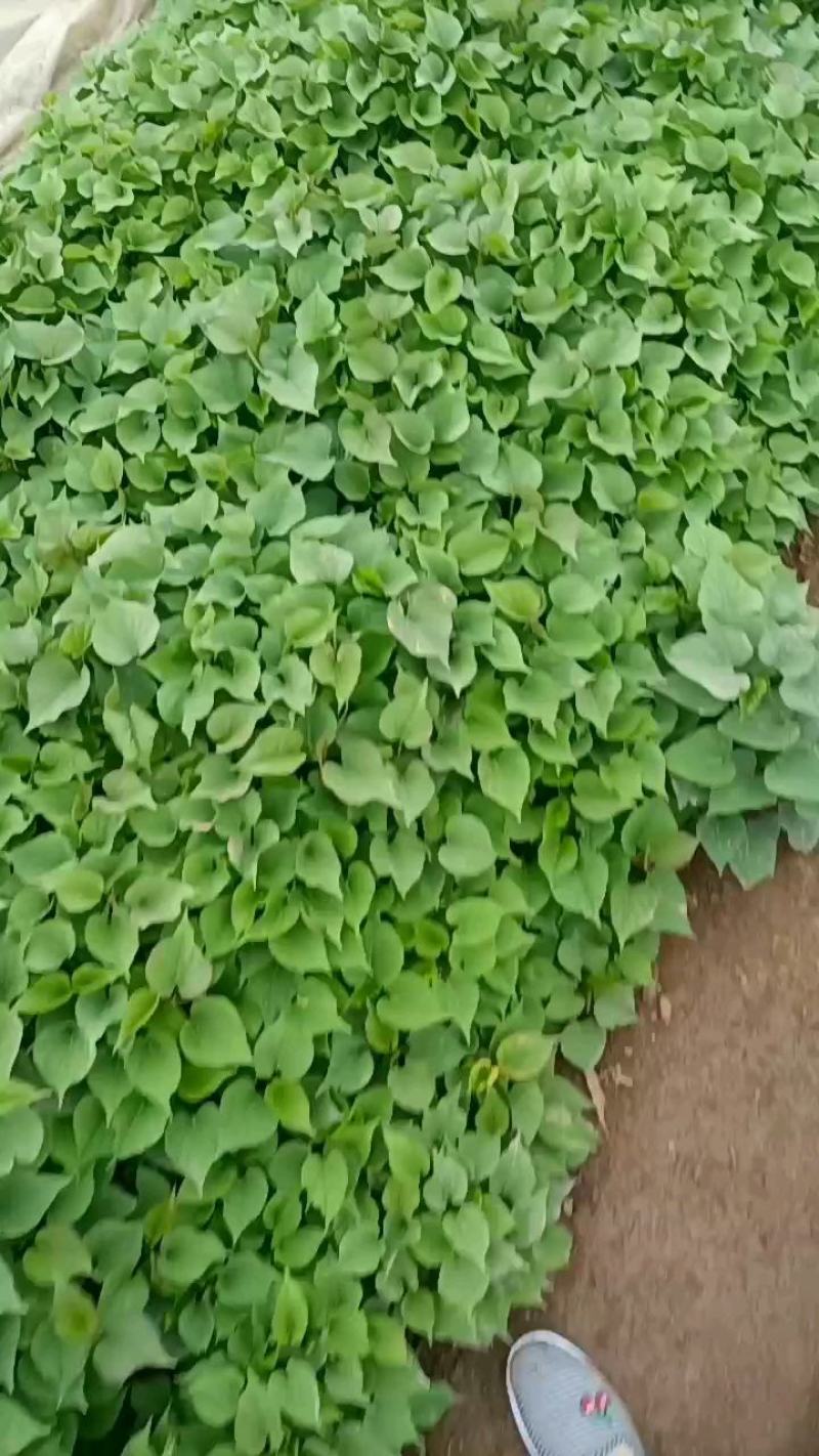 杨凌优质原种脱毒红薯苗，（秦4号.秦5号.西瓜红.紫薯）