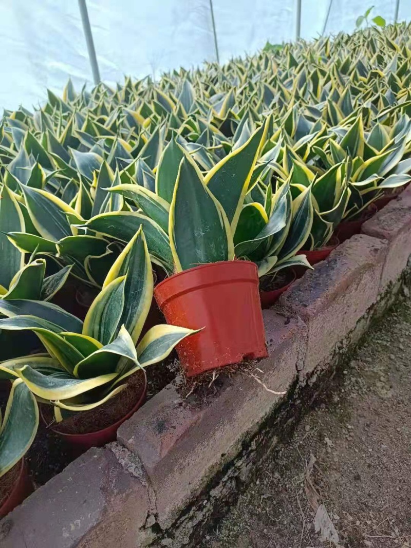 虎皮兰荷花兰哈尼黑金刚矮品种基地批发可混装
