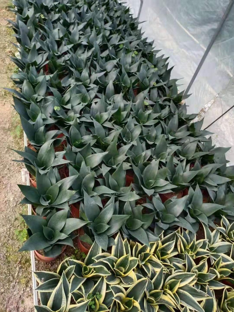 虎皮兰荷花兰哈尼黑金刚矮品种基地批发可混装