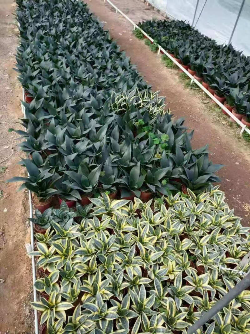 虎皮兰荷花兰哈尼黑金刚矮品种基地批发可混装