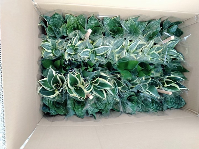 虎皮兰荷花兰哈尼黑金刚矮品种基地批发可混装