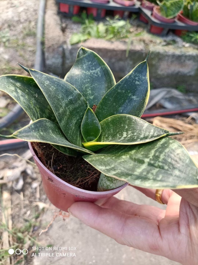虎皮兰荷花兰哈尼黑金刚矮品种基地批发可混装