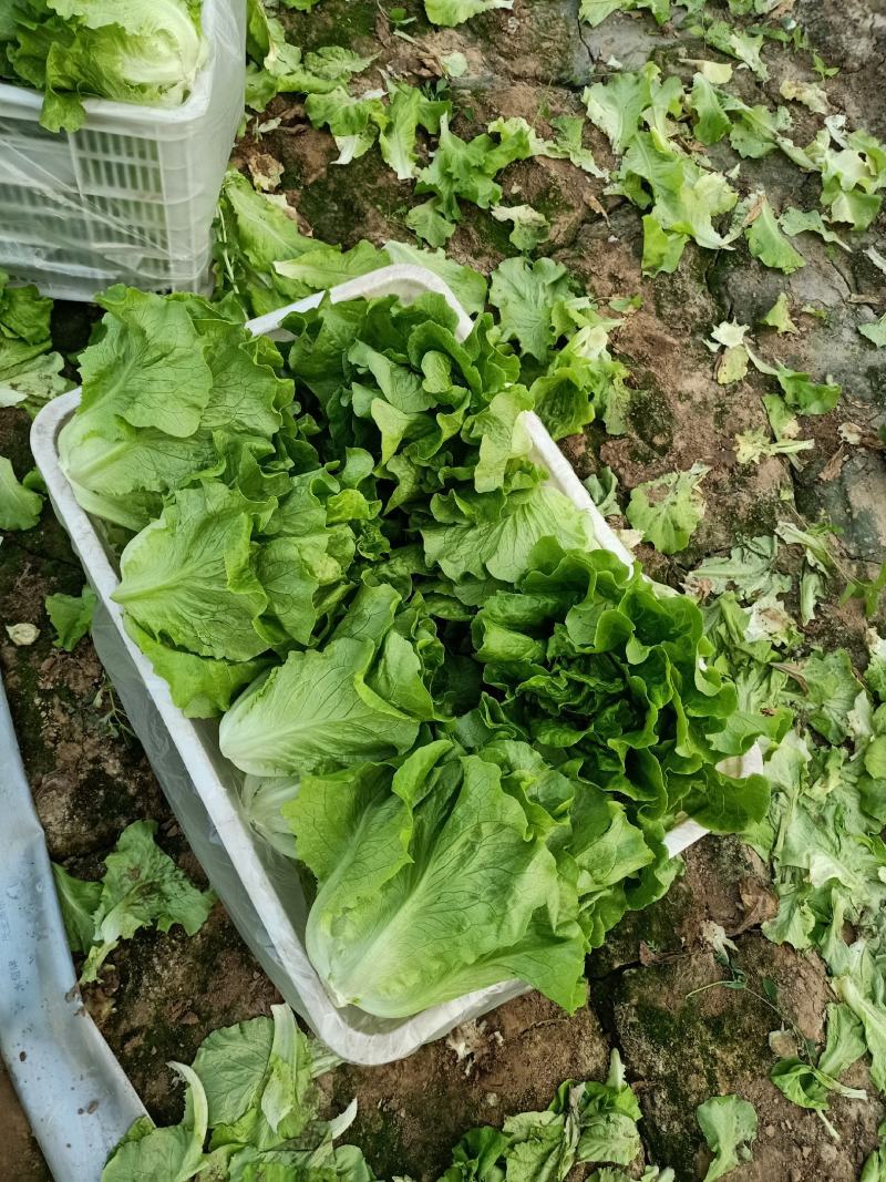 意大利玻璃生菜