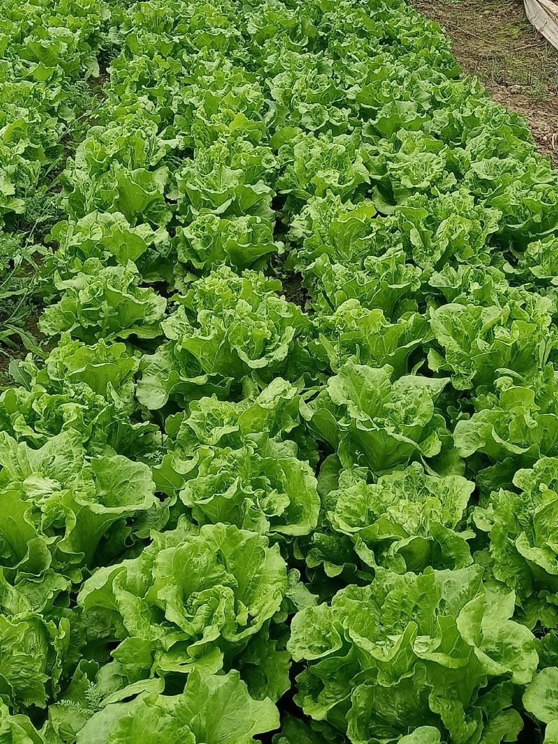 意大利玻璃生菜