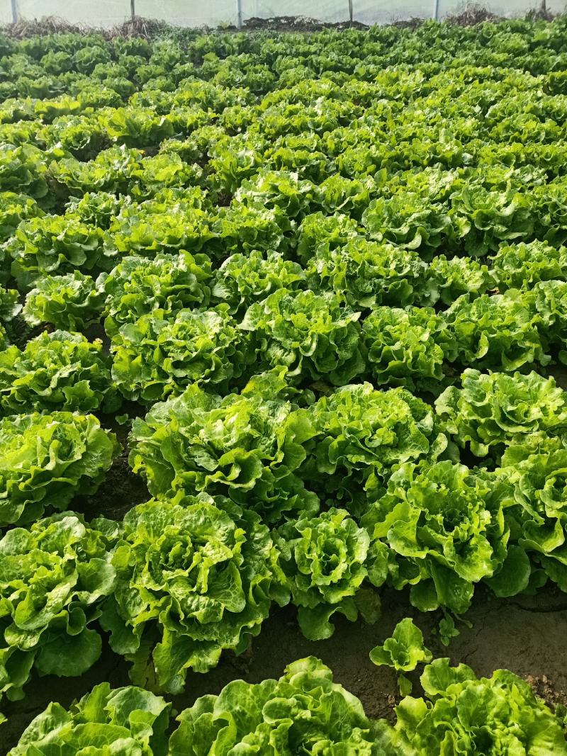 意大利玻璃生菜