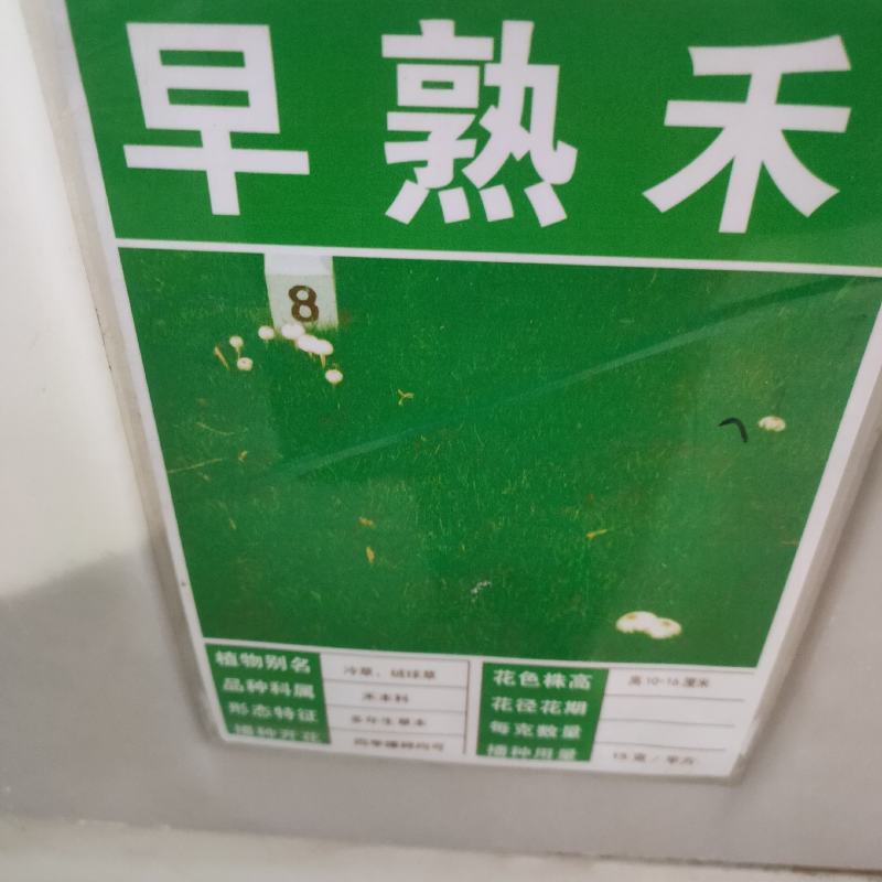 早熟禾种子进口高产草籽护坡绿化抗旱耐寒多年生