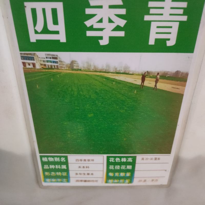 早熟禾种子进口高产草籽护坡绿化抗旱耐寒多年生