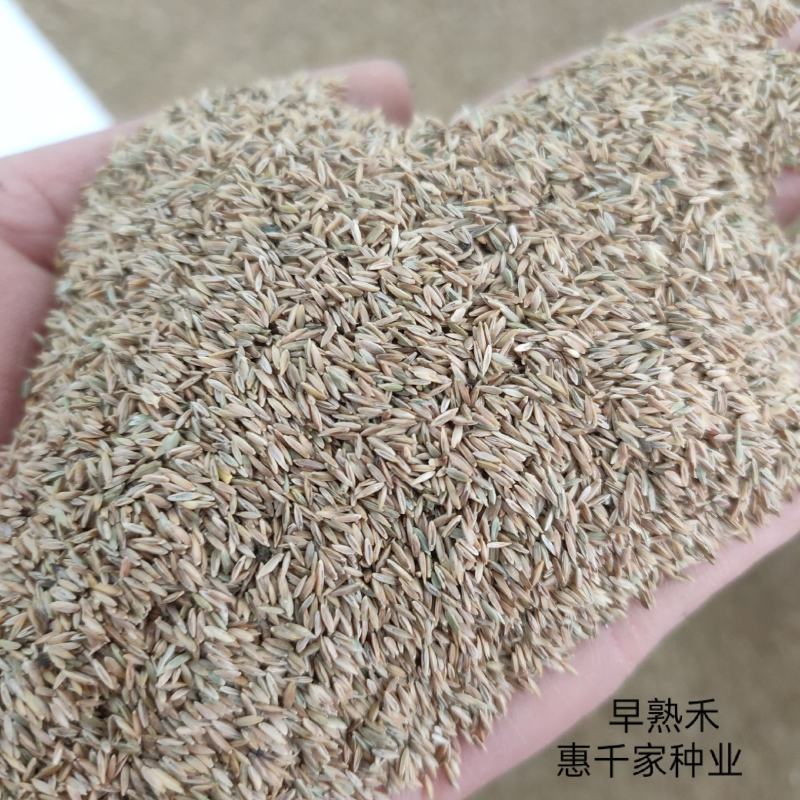 早熟禾种子进口高产草籽护坡绿化抗旱耐寒多年生