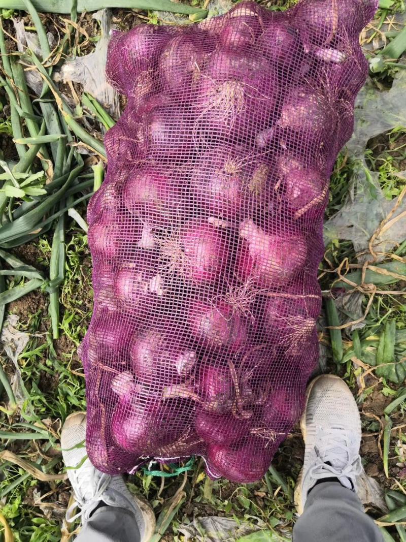 洋葱~二红扁葱/基地货源，颜色红润~大量上市中