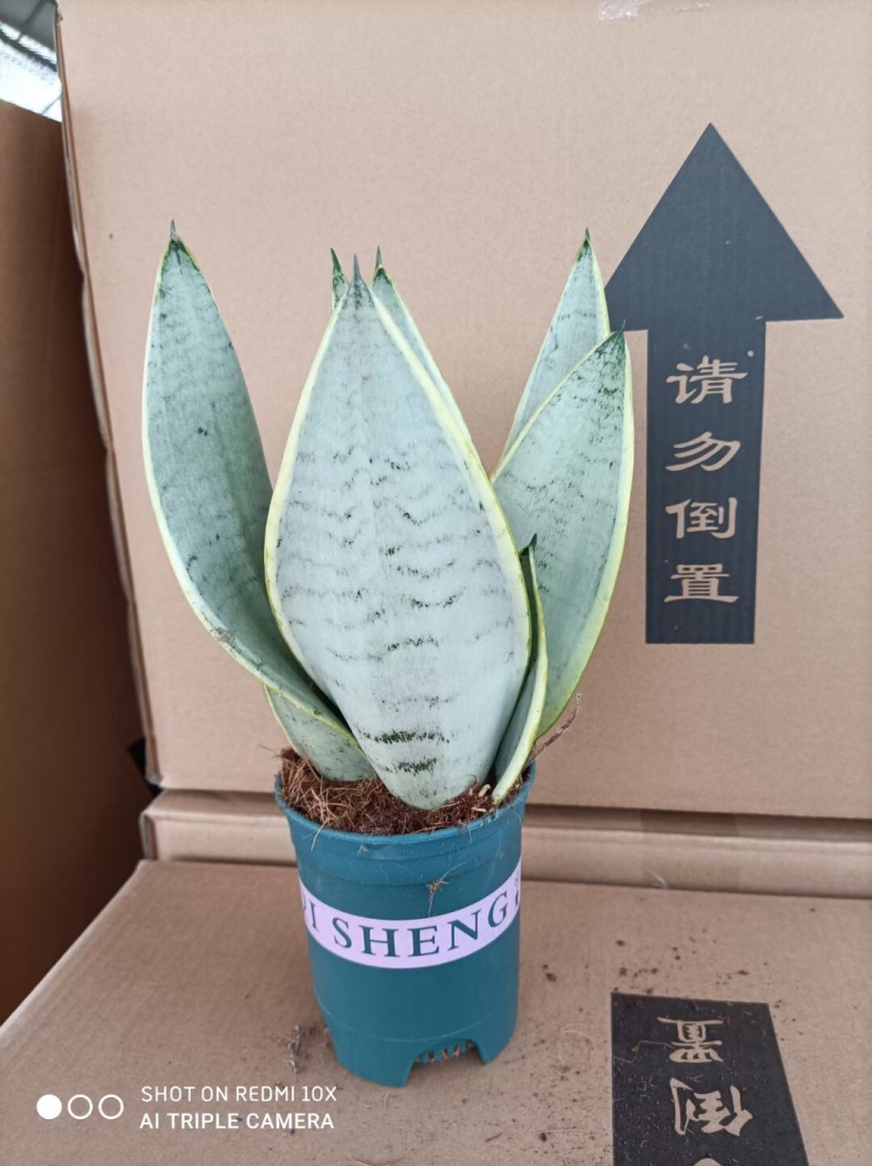 虎皮兰批发白雪白玉稀有品种办公室盆栽室内防辐射绿植