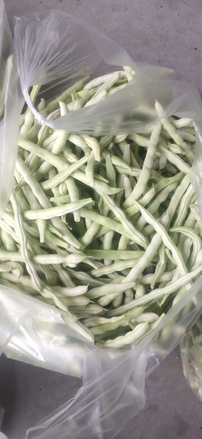 山东高密芸豆大量上市
