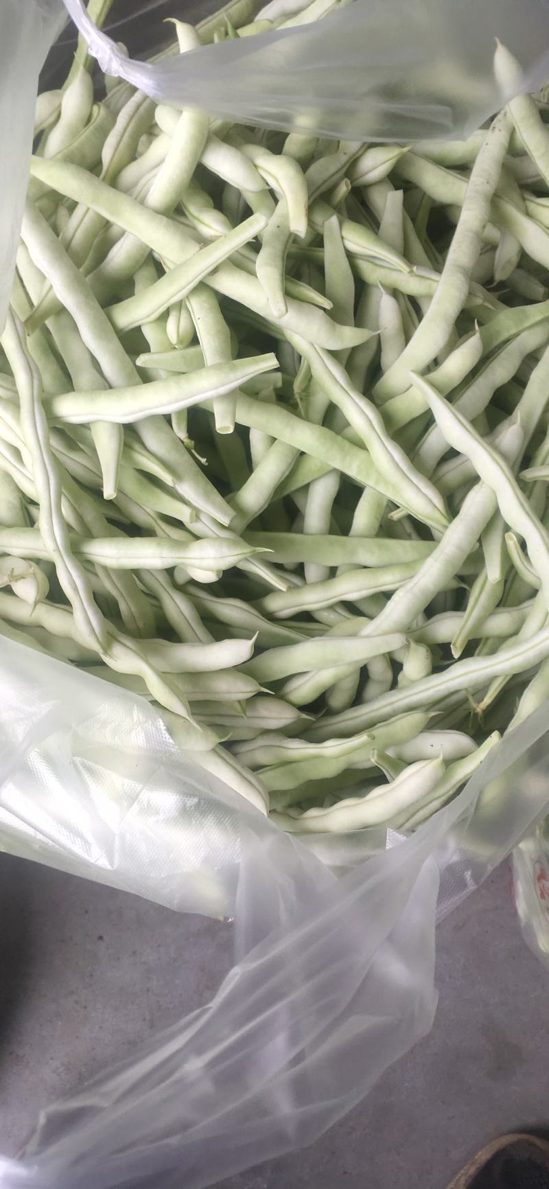 山东高密芸豆大量上市