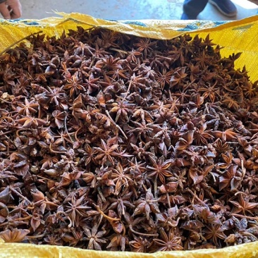 广西大红八角春花八角干枝八角黑八角各种货源应有尽有