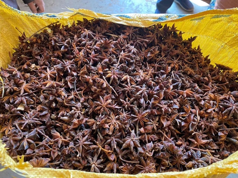 广西大红八角春花八角干枝八角黑八角各种货源应有尽有