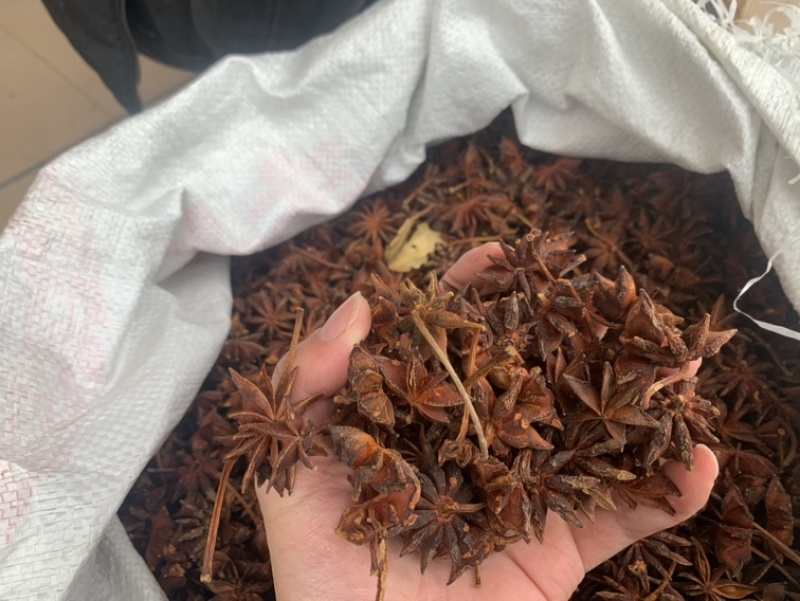 广西大红八角春花八角干枝八角黑八角各种货源应有尽有