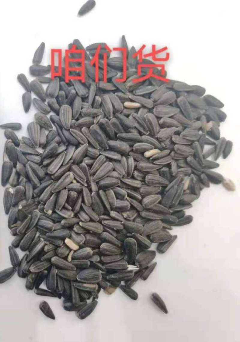 俄罗斯油葵新疆油葵出油好