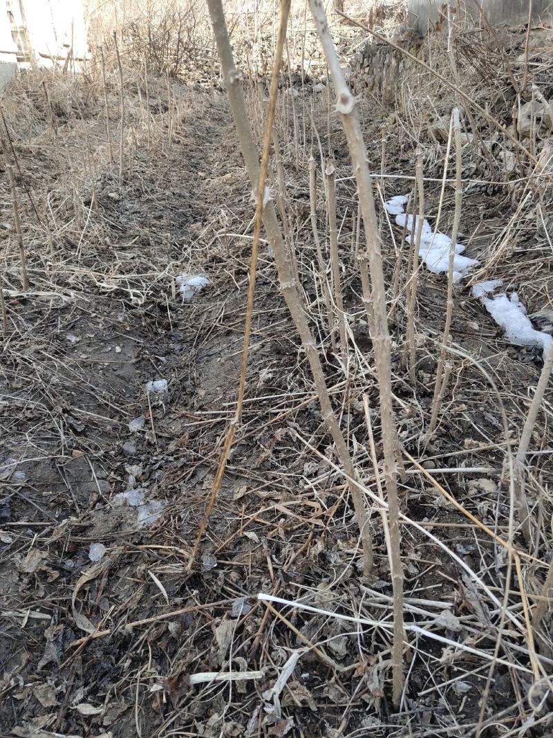刺嫩芽一年苗二年苗占地苗成活率高产量高抗寒耐热
