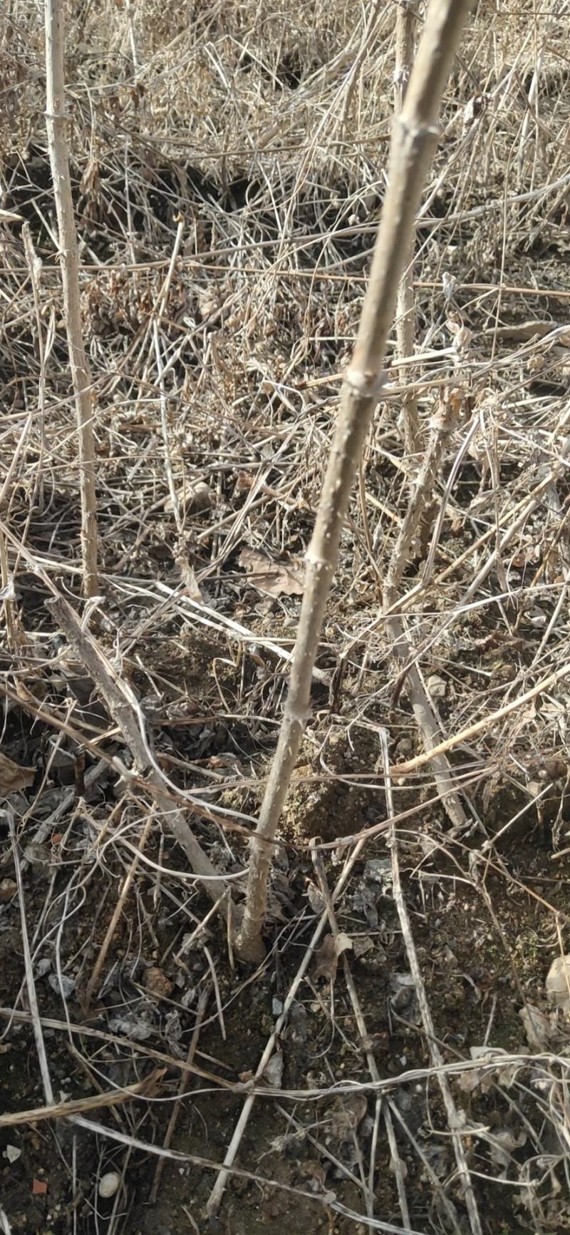 刺嫩芽一年苗二年苗占地苗成活率高产量高抗寒耐热