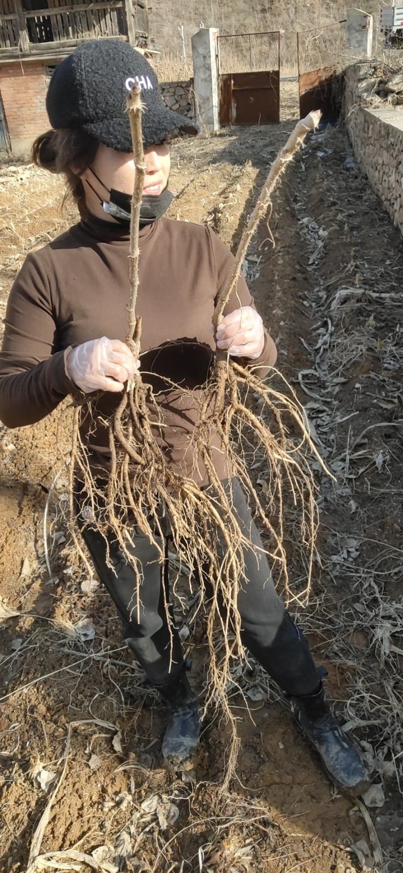 刺嫩芽一年苗二年苗占地苗成活率高产量高抗寒耐热