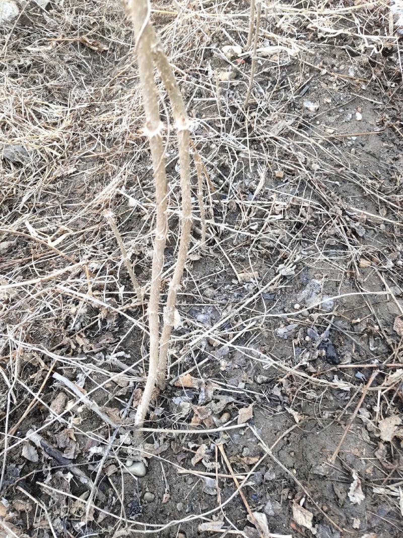 刺嫩芽一年苗二年苗占地苗成活率高产量高抗寒耐热