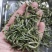 江山高山茶叶，各个档次都有，龙井，毛峰，绿牡丹，白茶