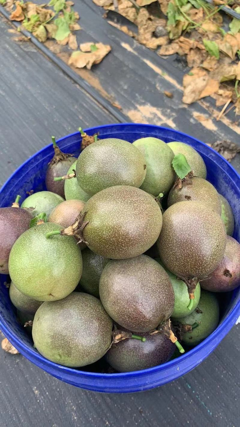 精品百香果开始轰炸市场