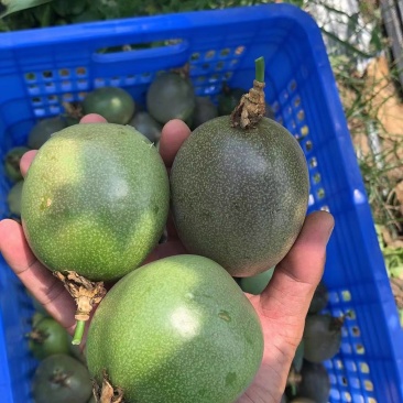 精品百香果开始轰炸市场