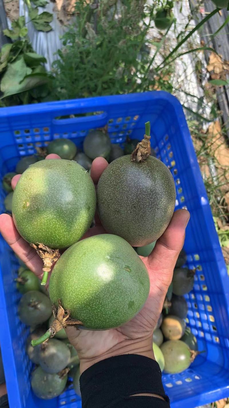 精品百香果开始轰炸市场