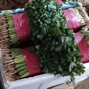 山东泰安精品大叶香菜常年有货