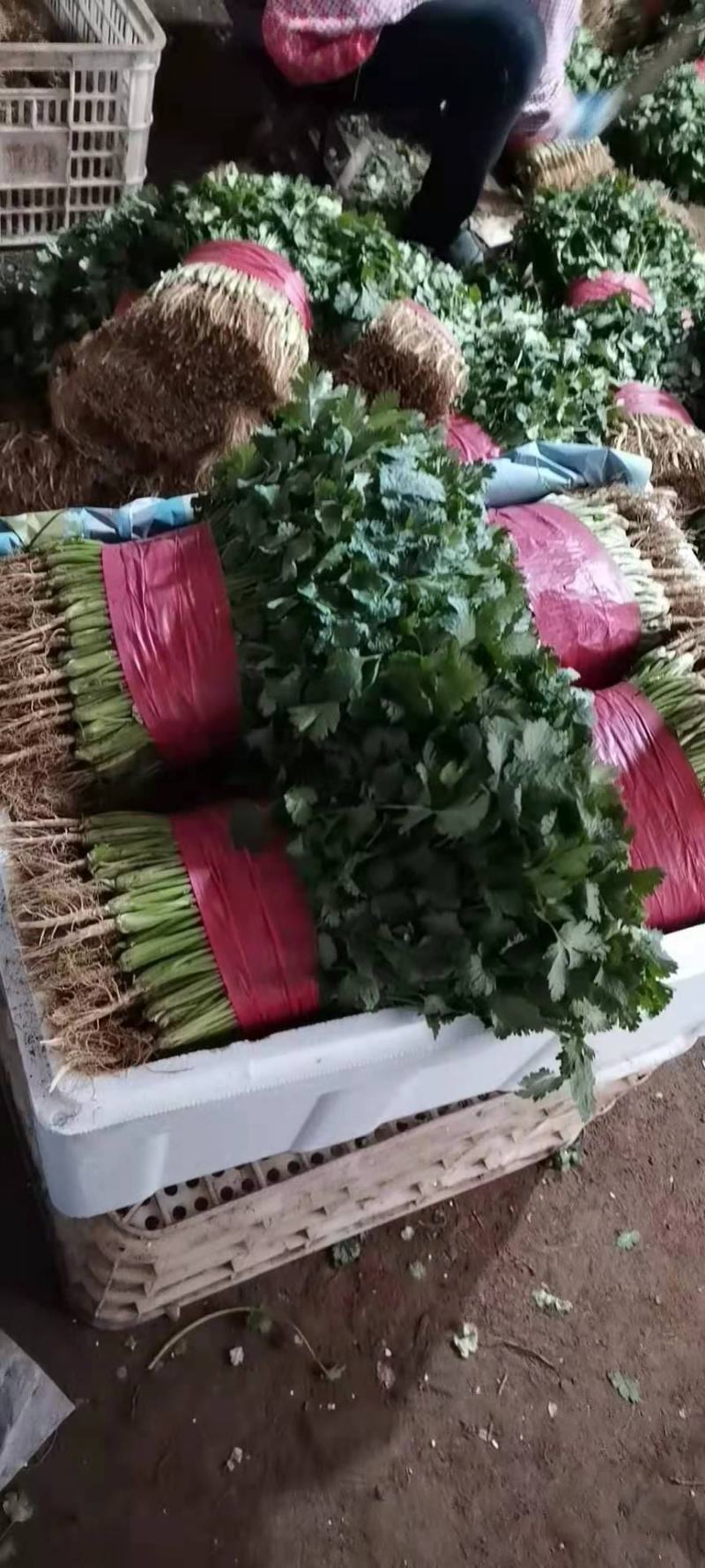 山东泰安精品大叶香菜常年有货